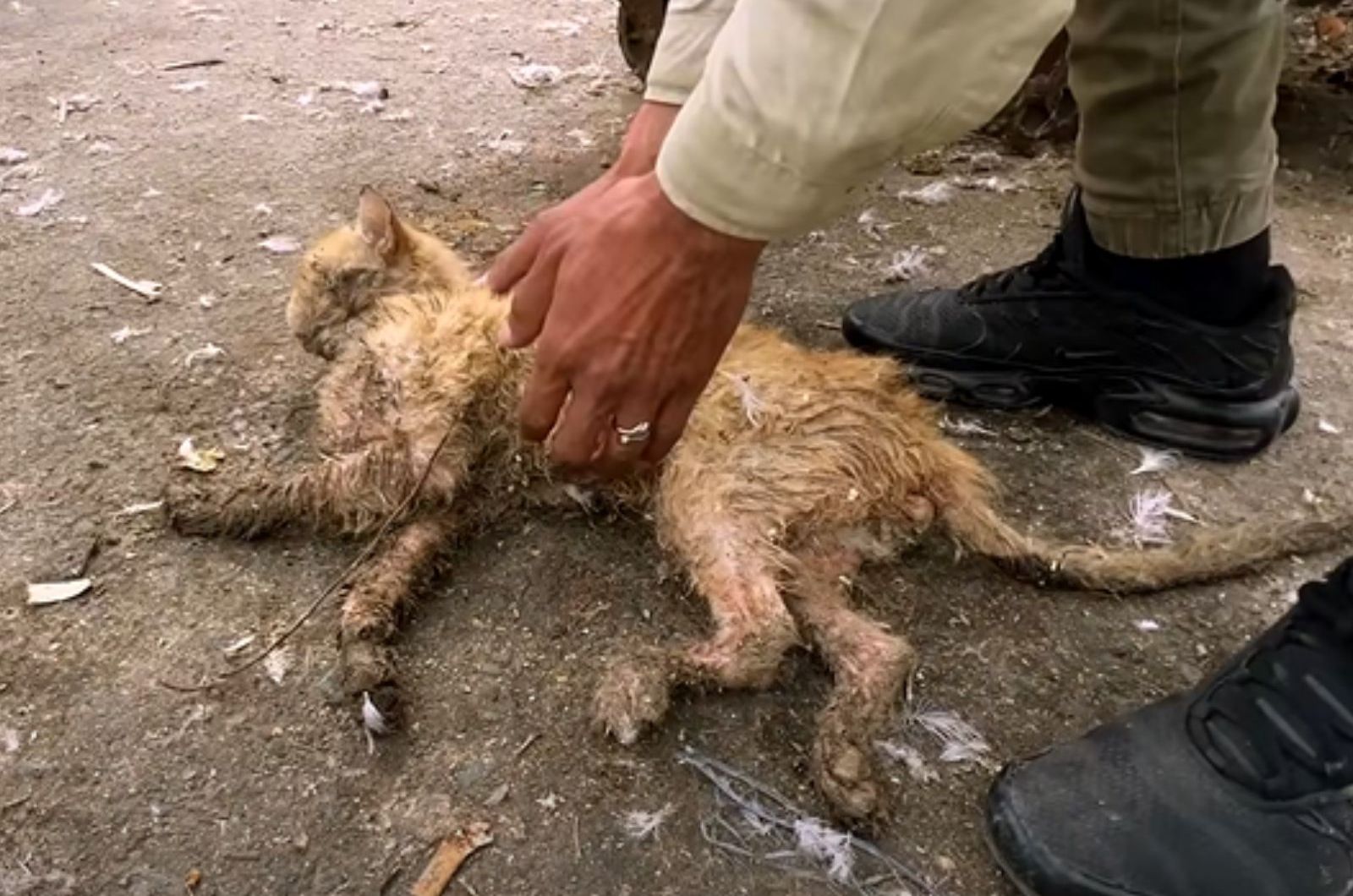 man picking up the cat