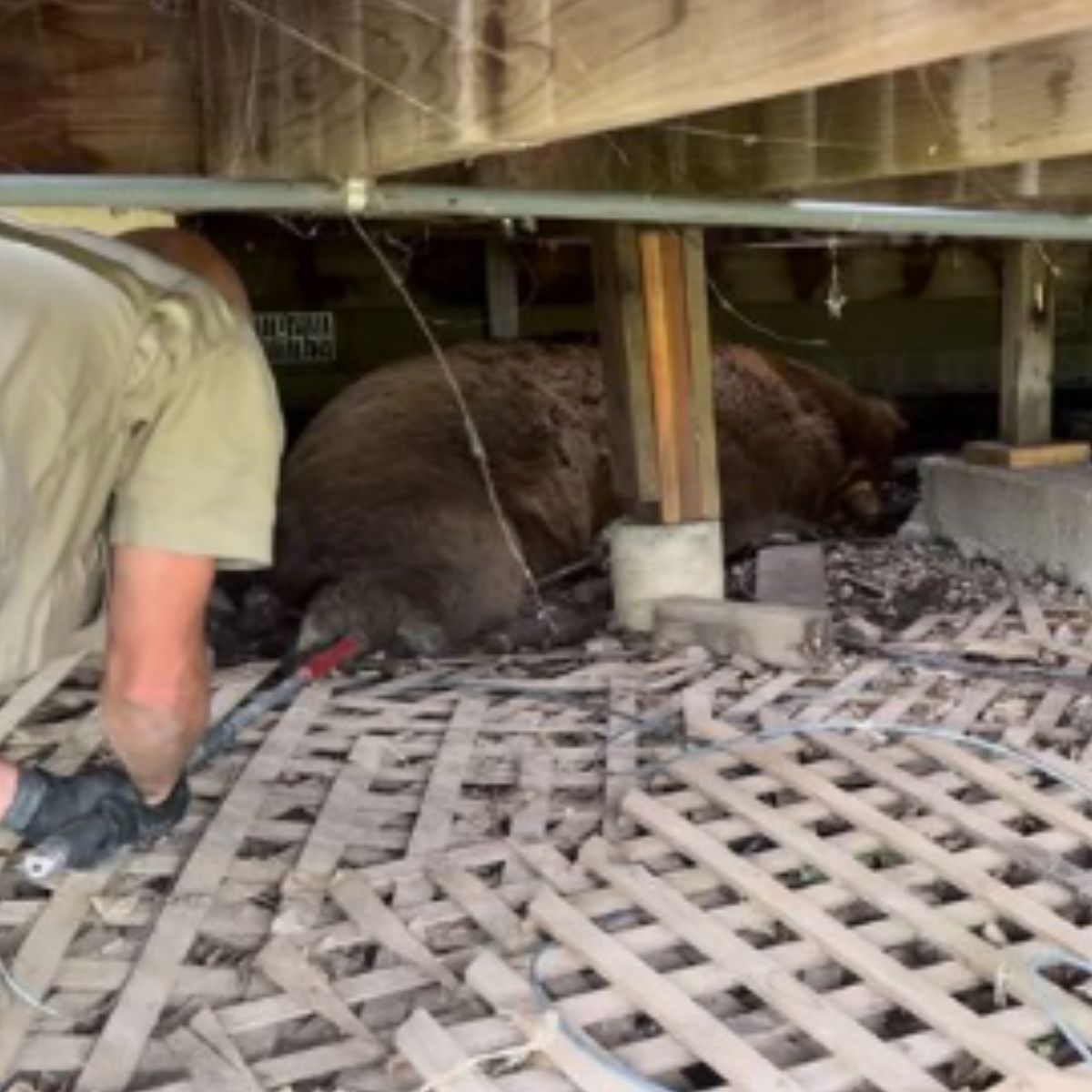 man saving a bear