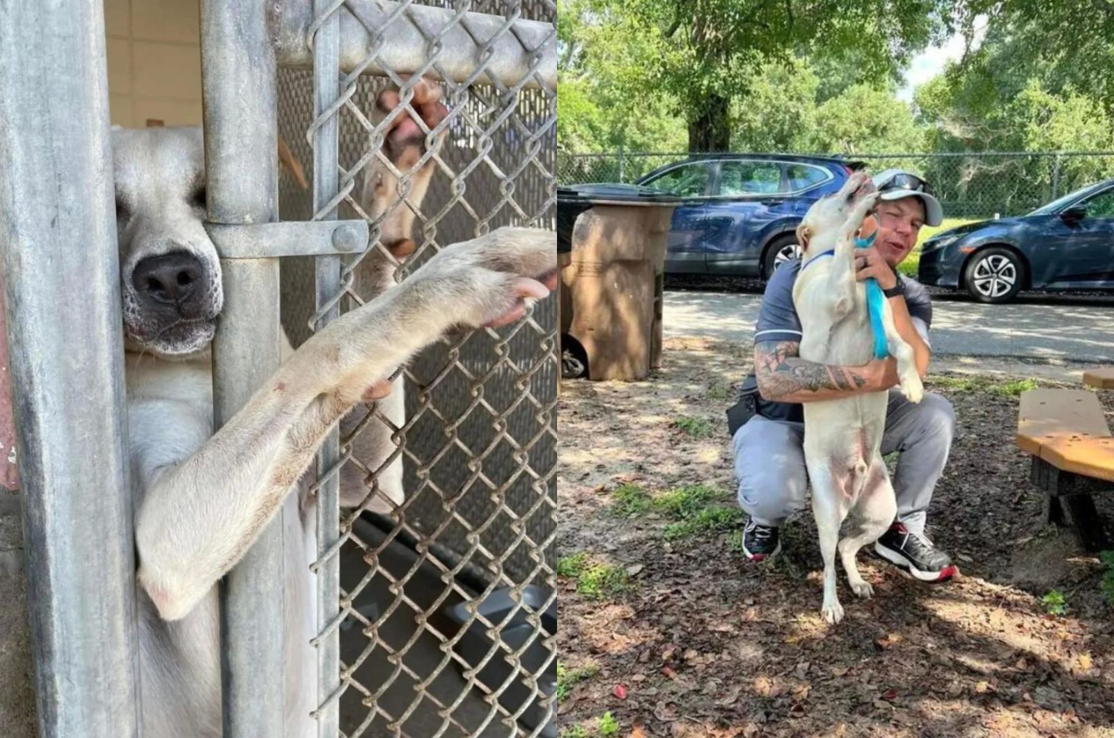 man with shelter dog