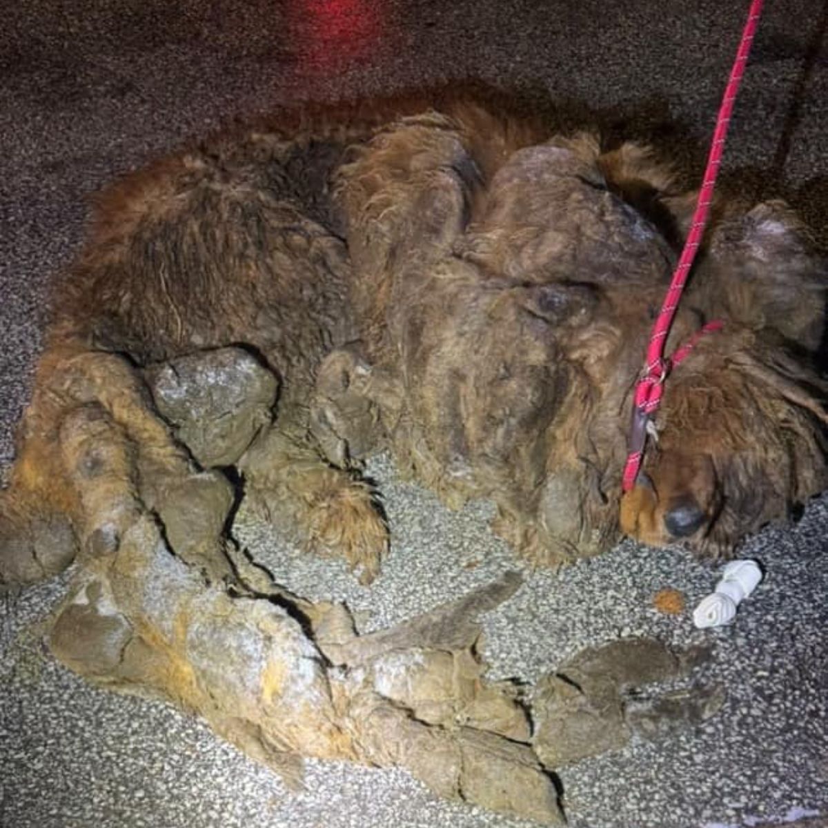 matted dog