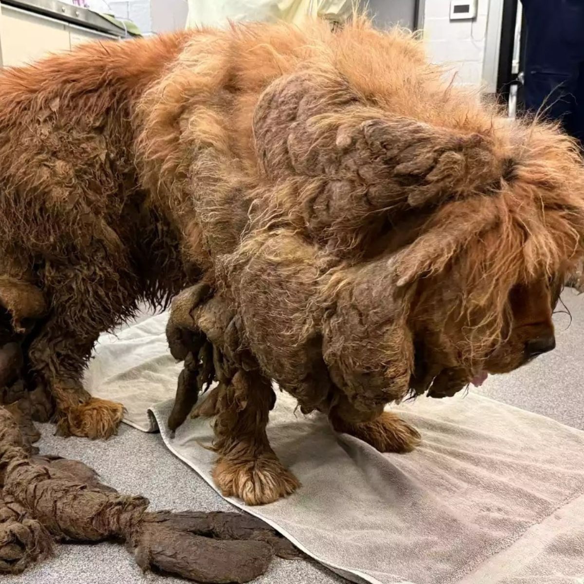 matted mastiff