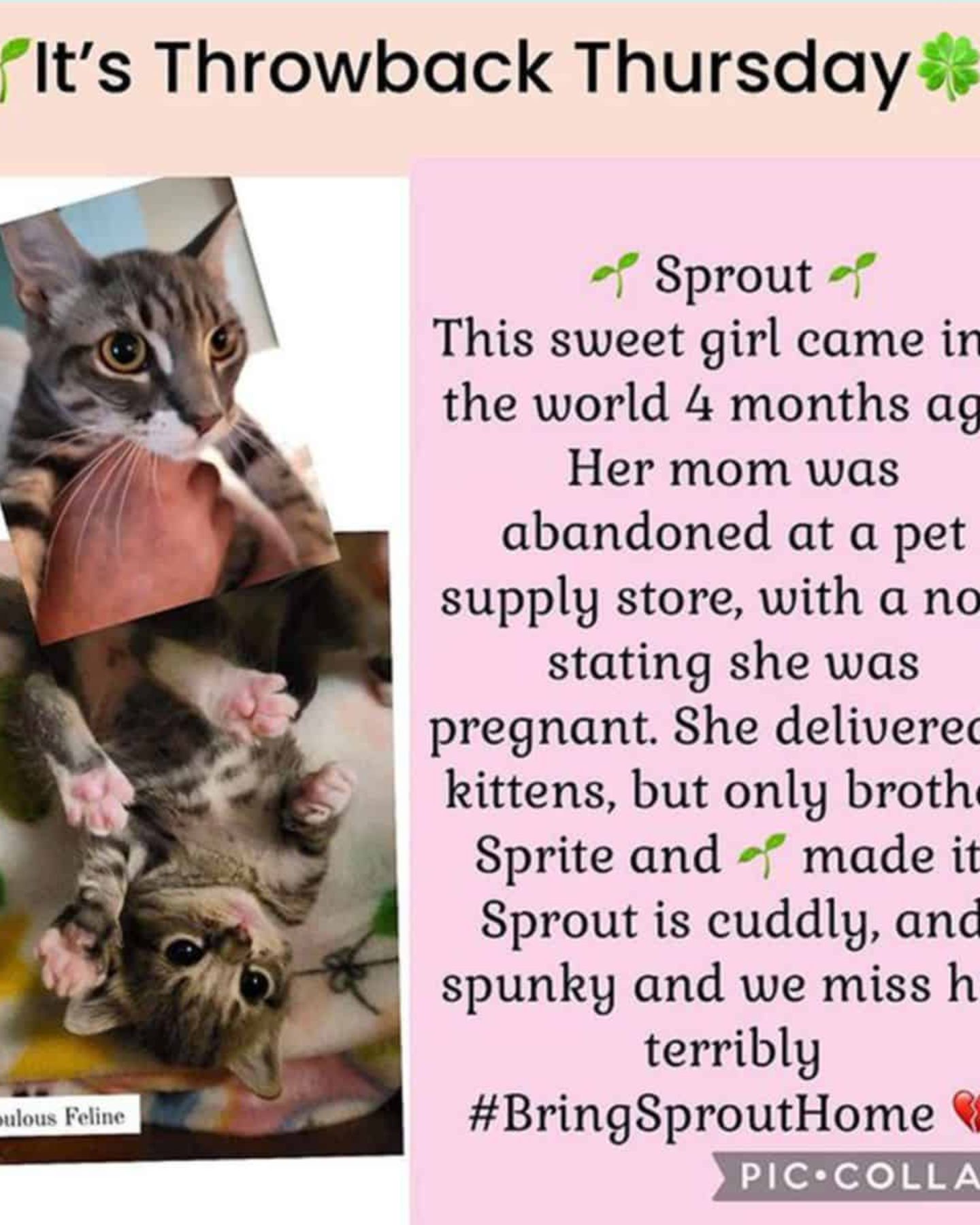 missing cat poster