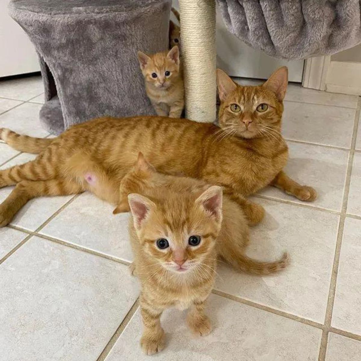 mom cat and two kittens