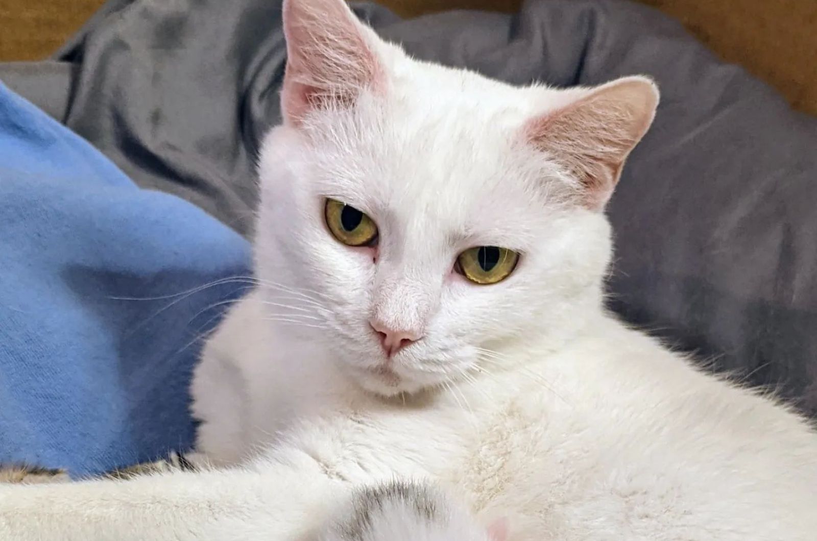 mom cat hero