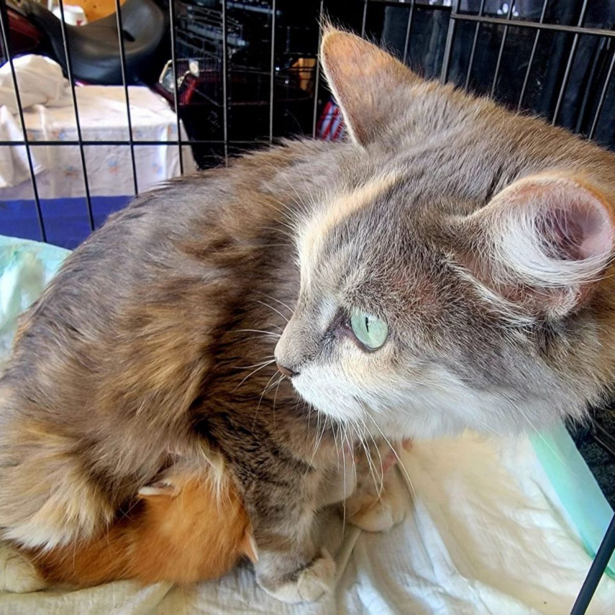 mom cat nursing kitten