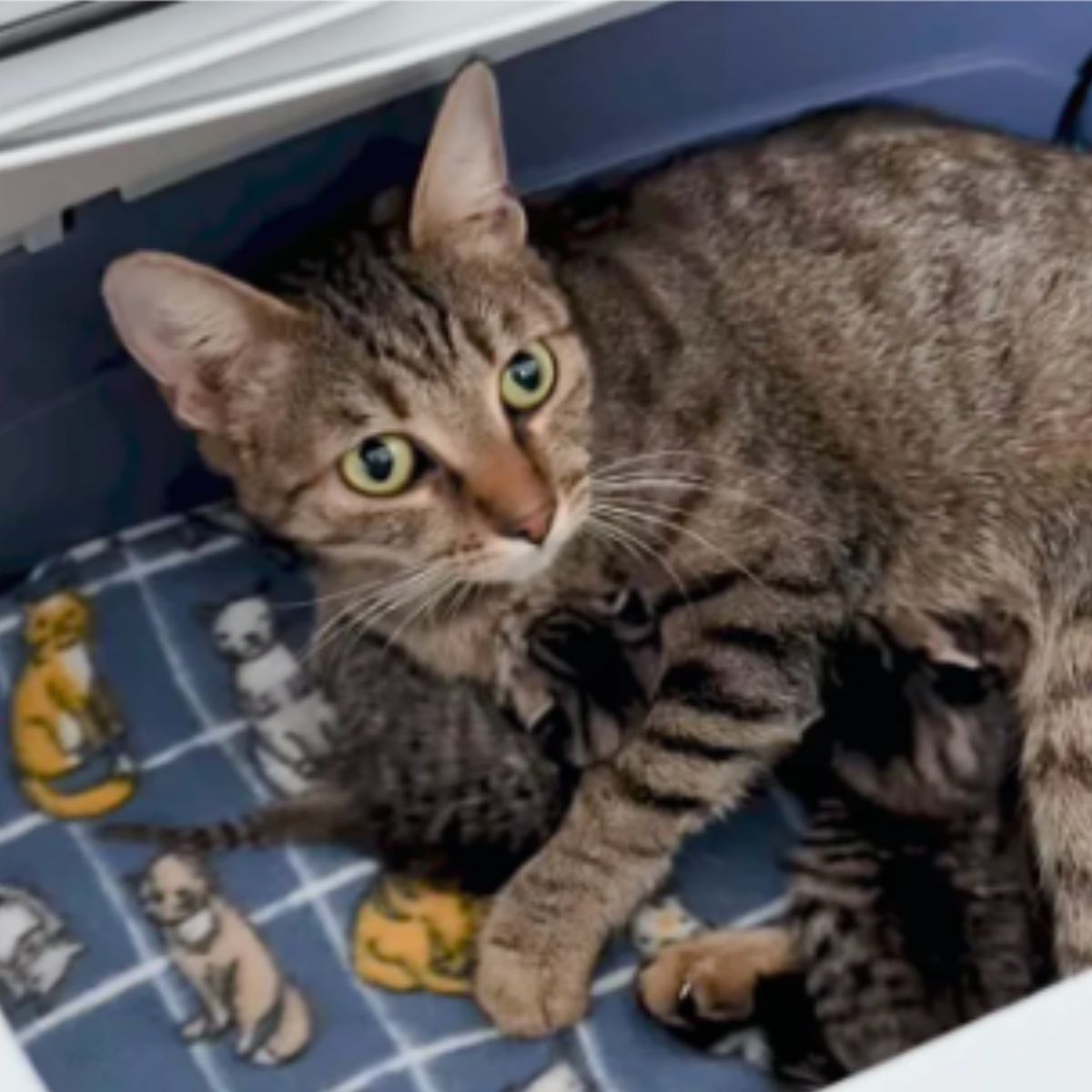 mom cat with her babies