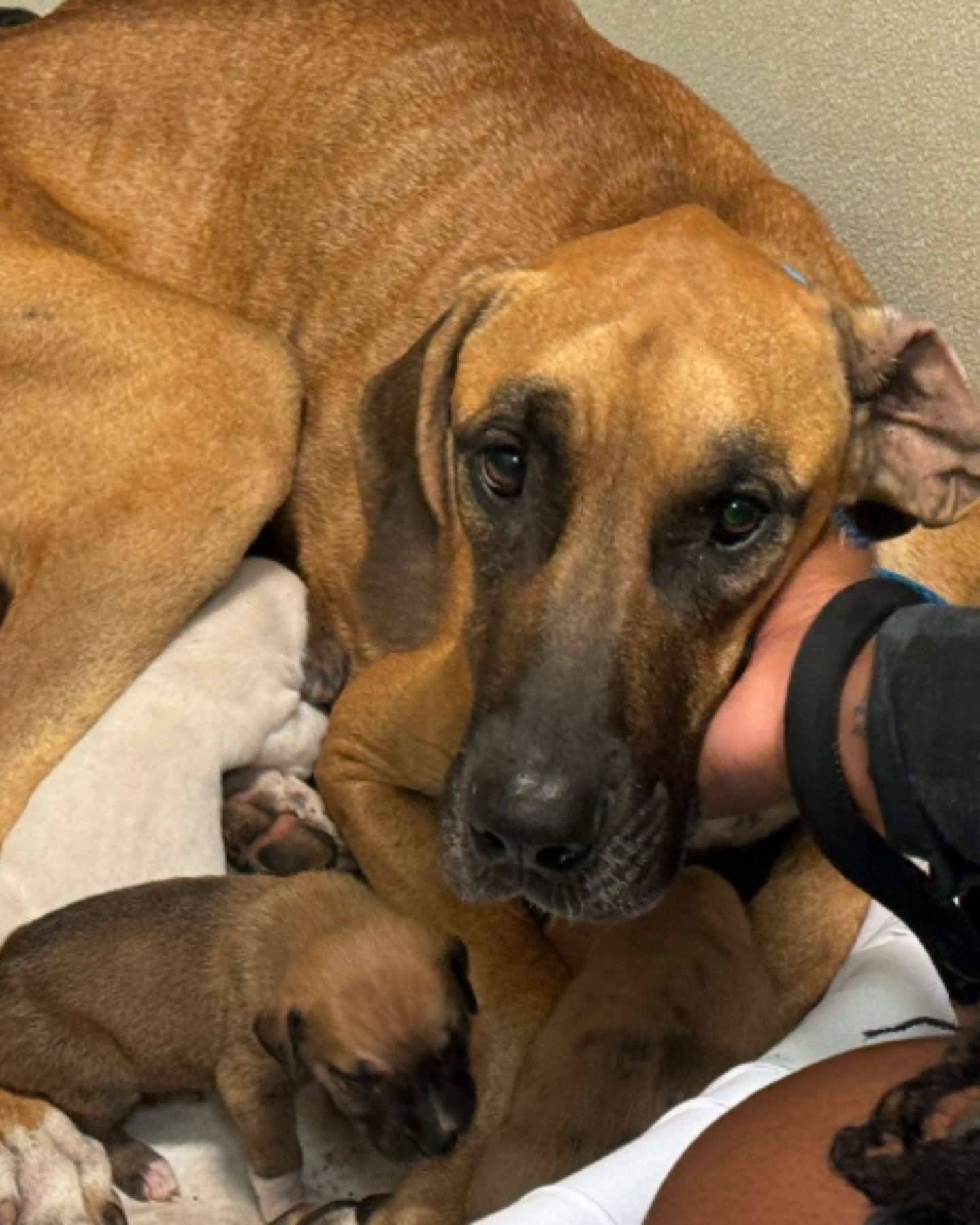 mom dog is being petted