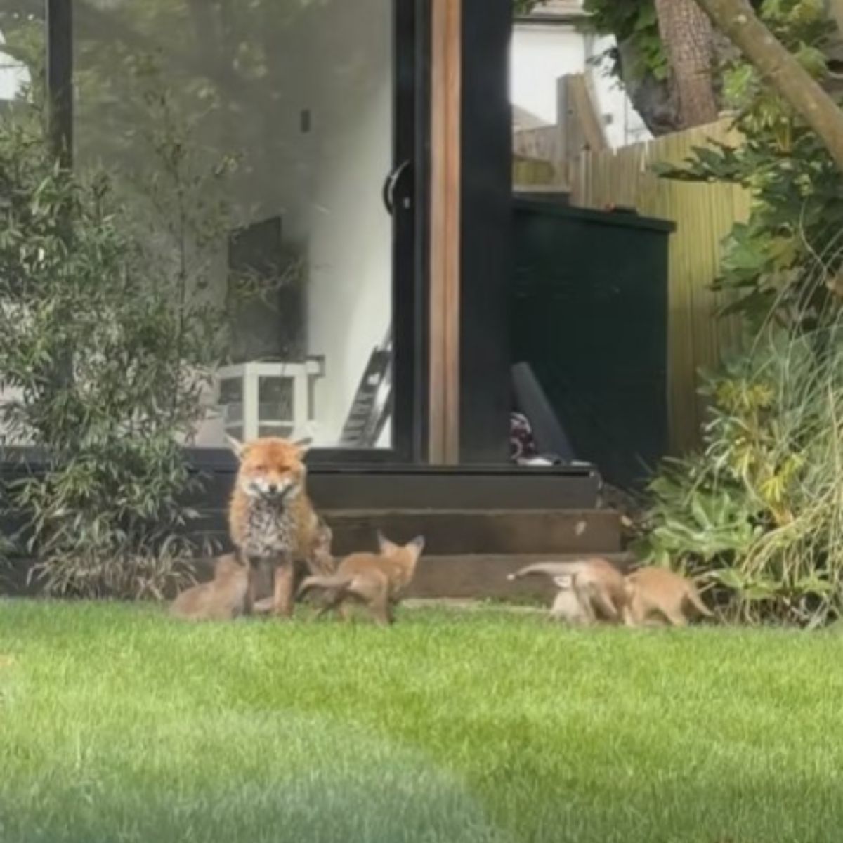 mom fox with babies