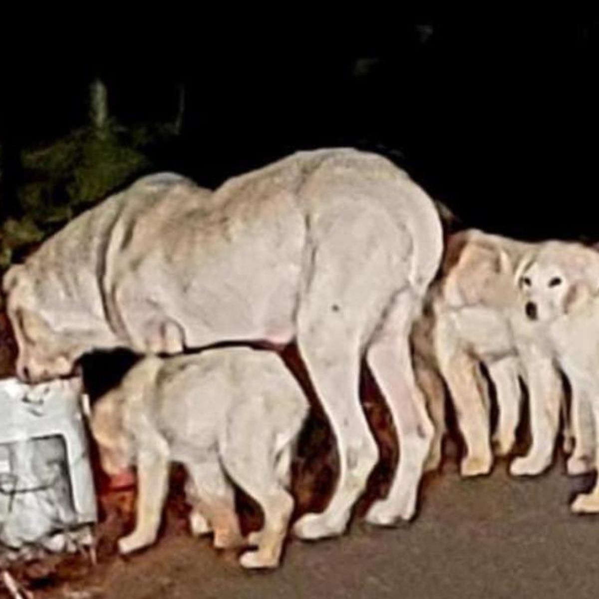 mom with her puppies