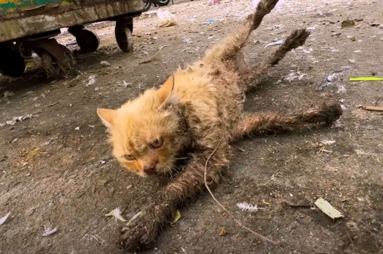motionless cat