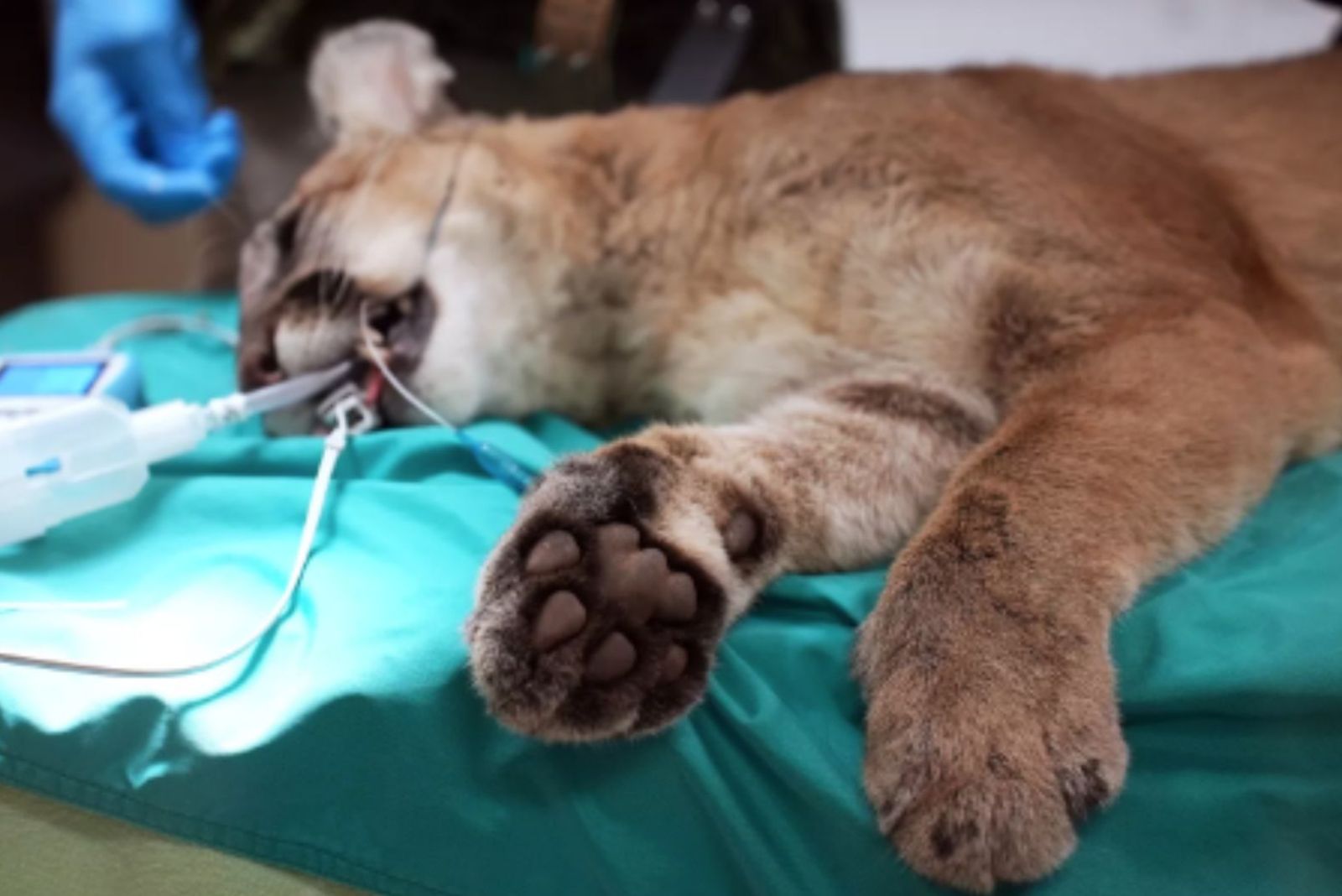 mountain lion cub at the vet
