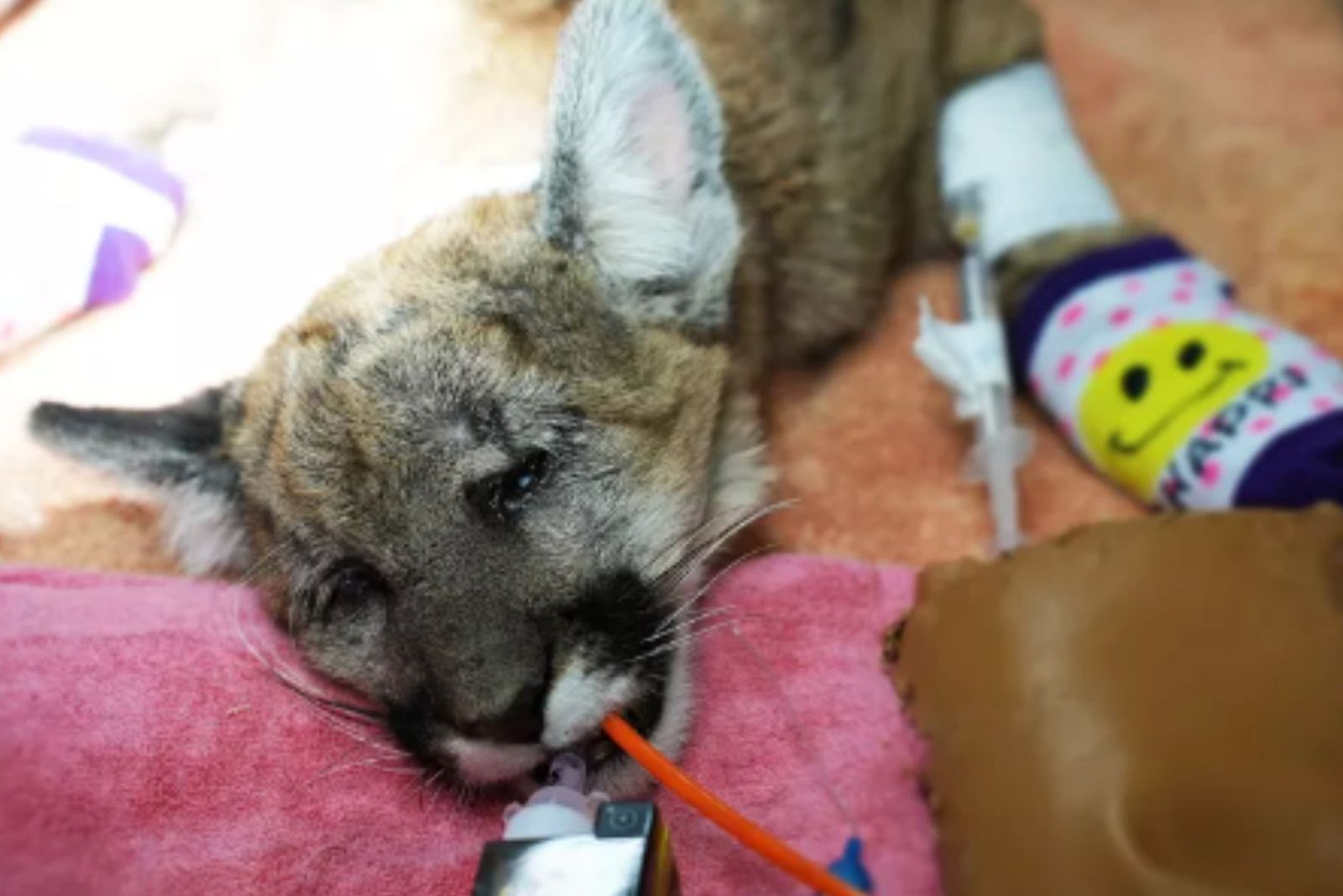 mountain lion cub injured