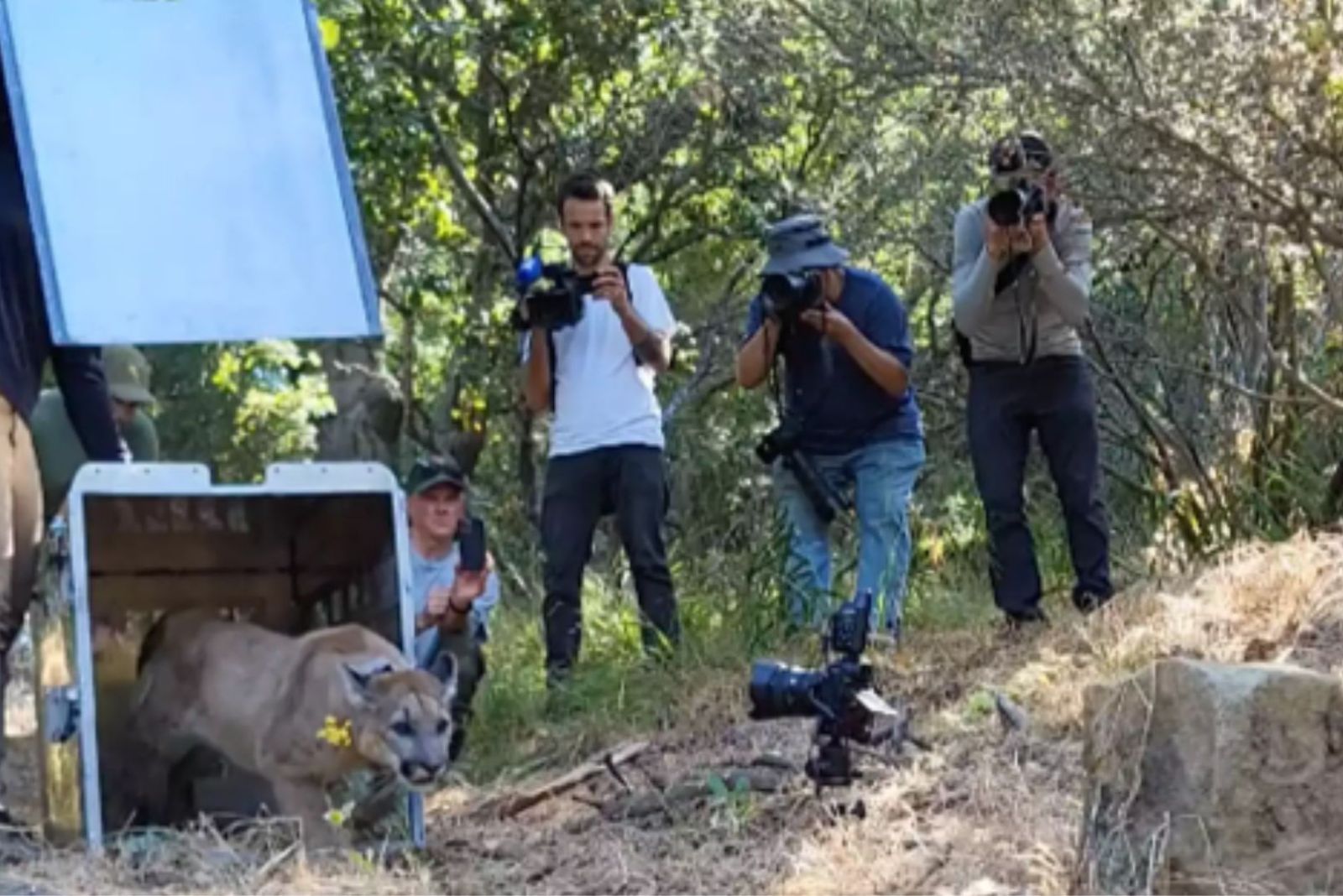 mountain lion released into the wild