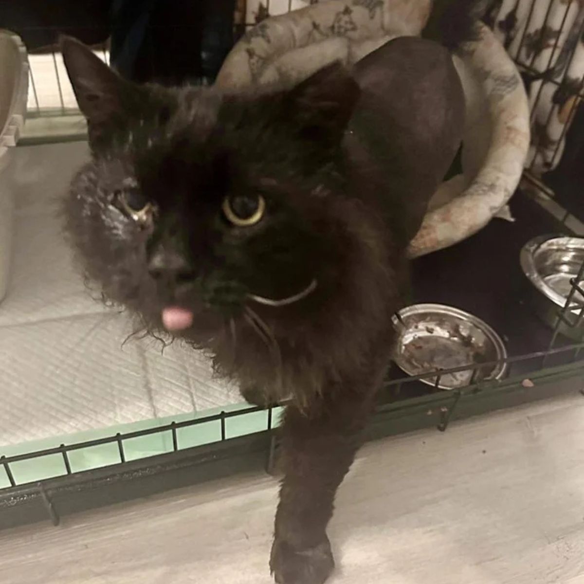 neglected cat comes out of the cage