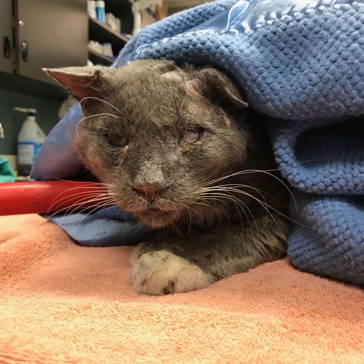 neglected cat covered with a blanket