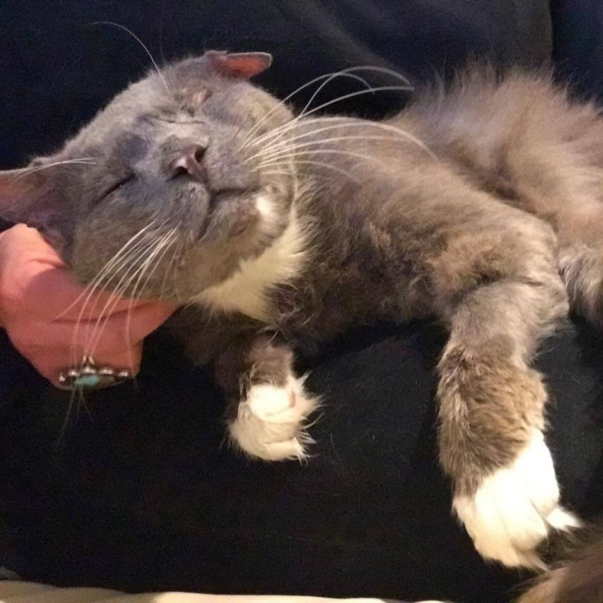 neglected cat is petting
