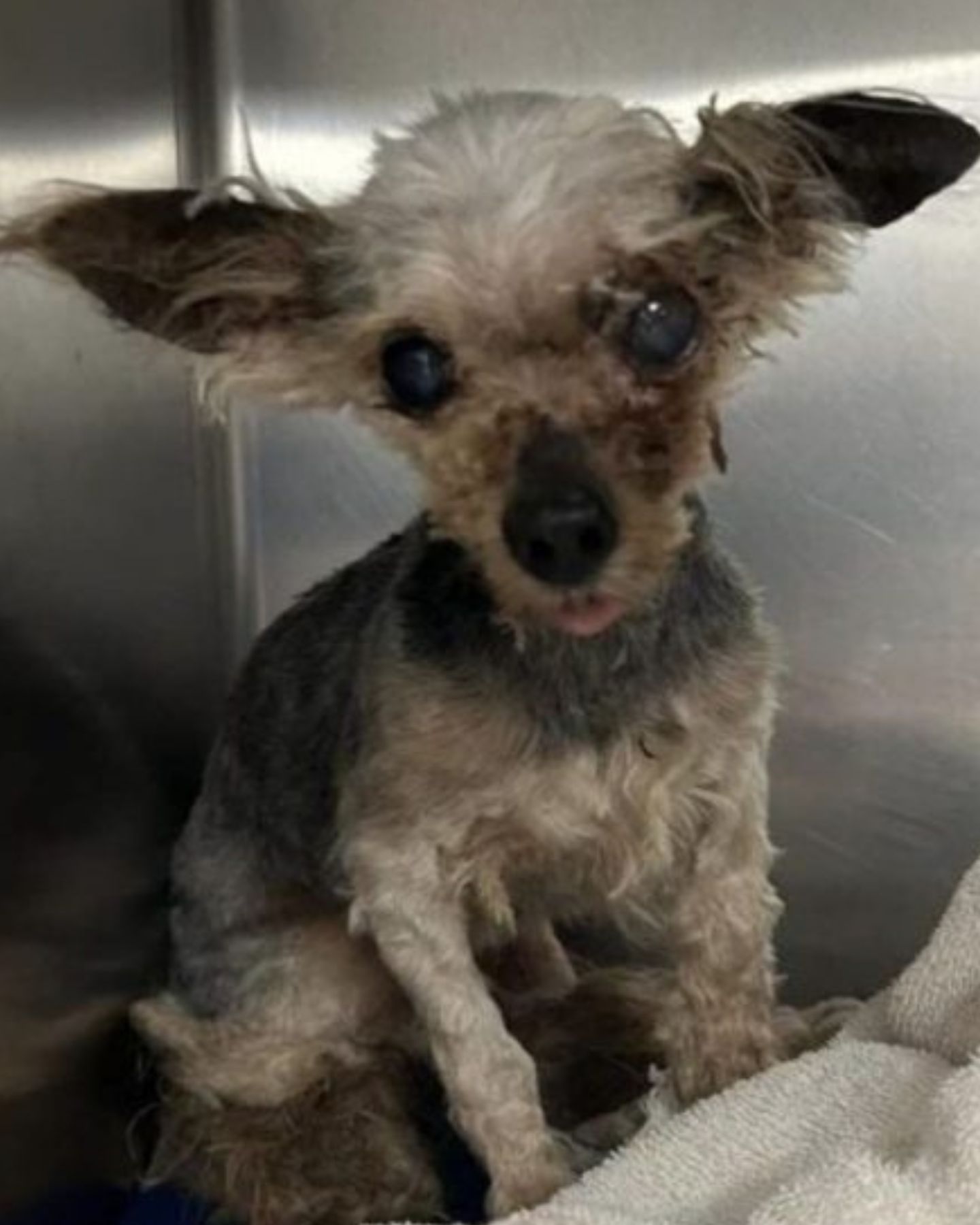 neglected dog