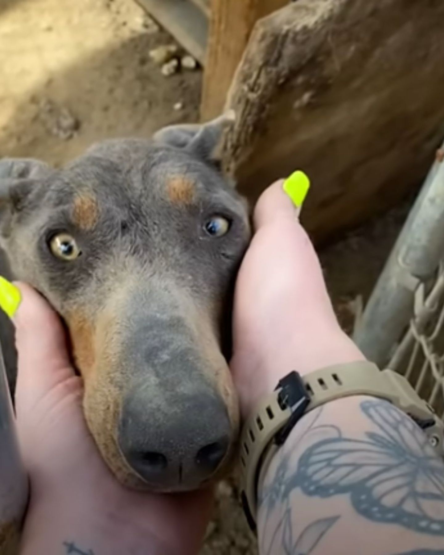 neglected dog