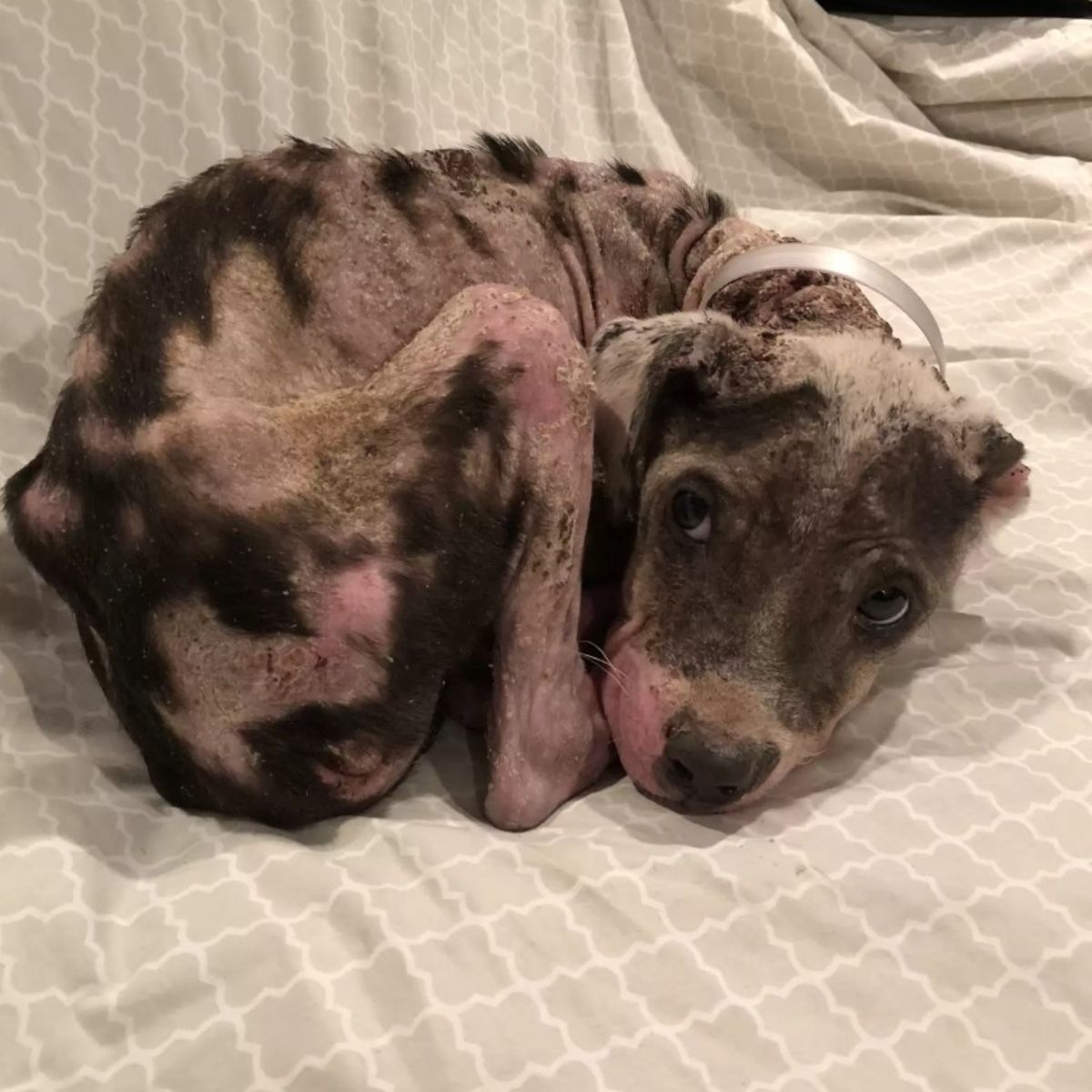 neglected dog