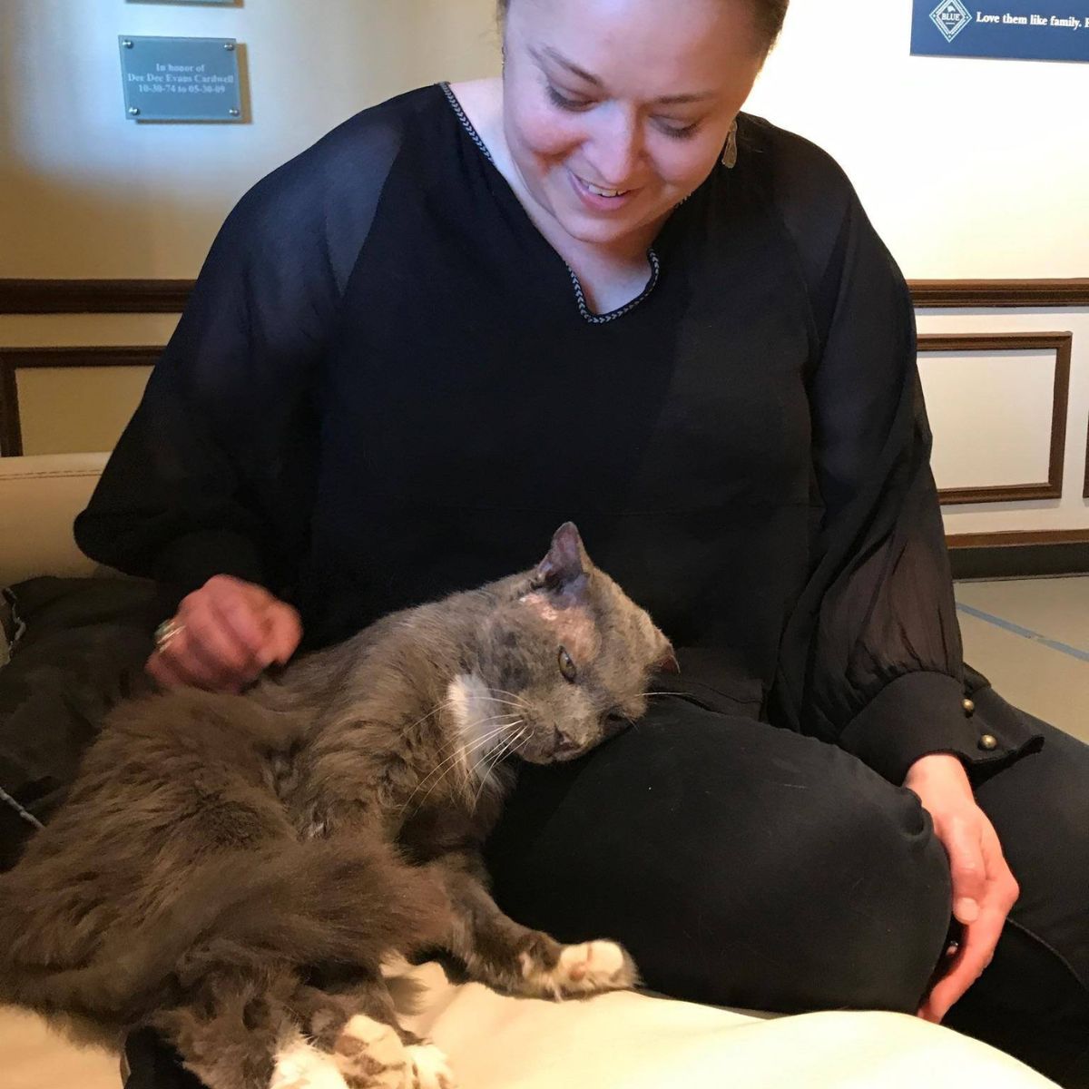 neglected old cat next to a woman