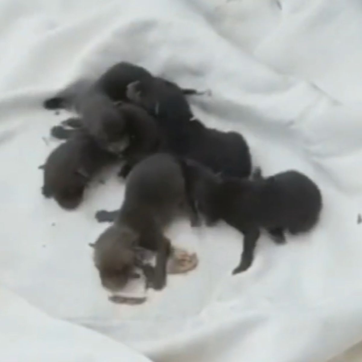 newborn baby kittens