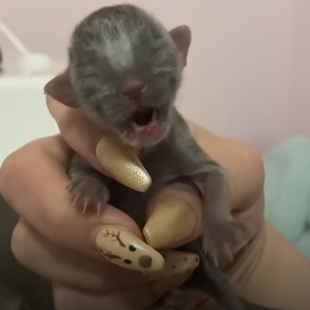 newborn cat in hand