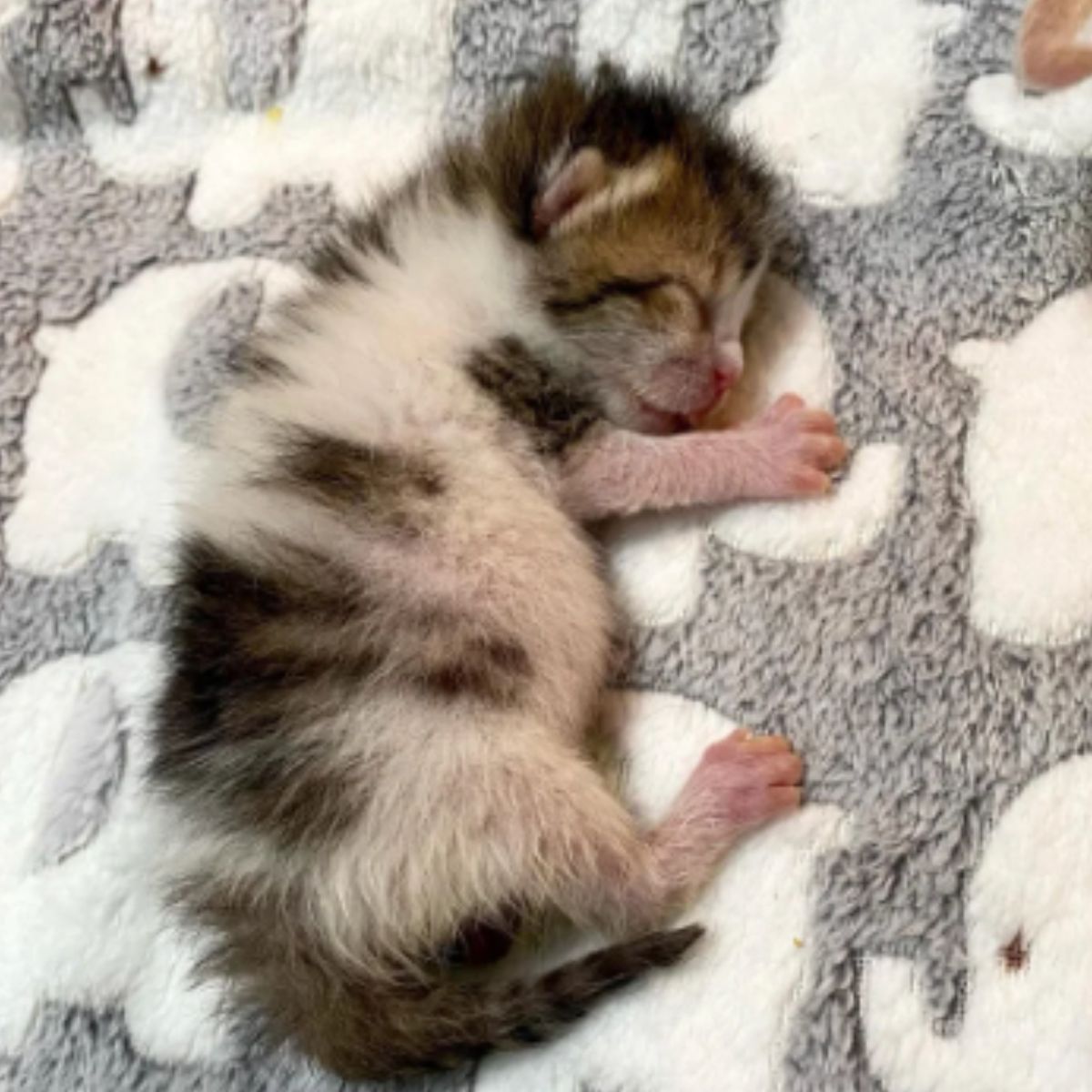 newborn kitten