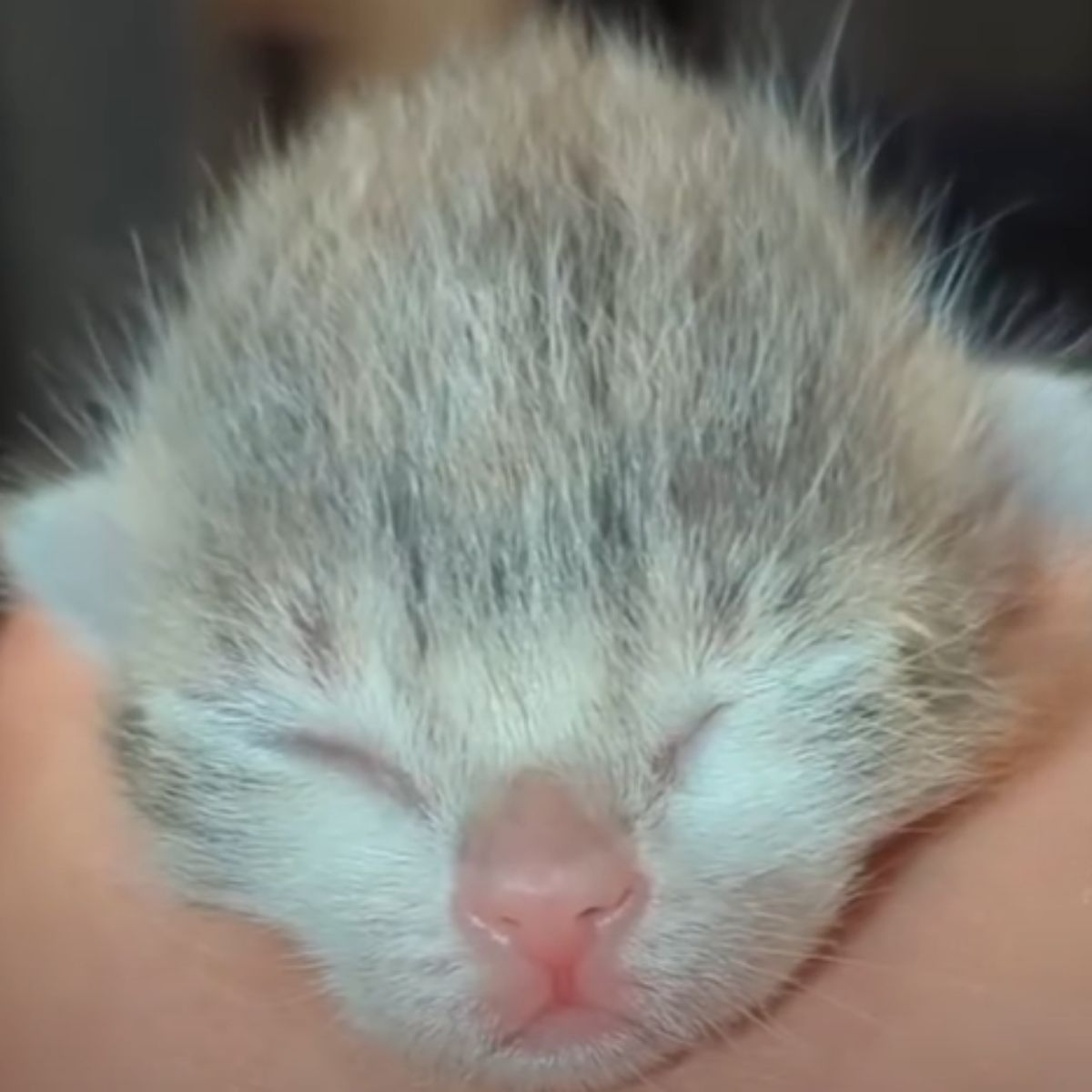 newborn kitten in hand