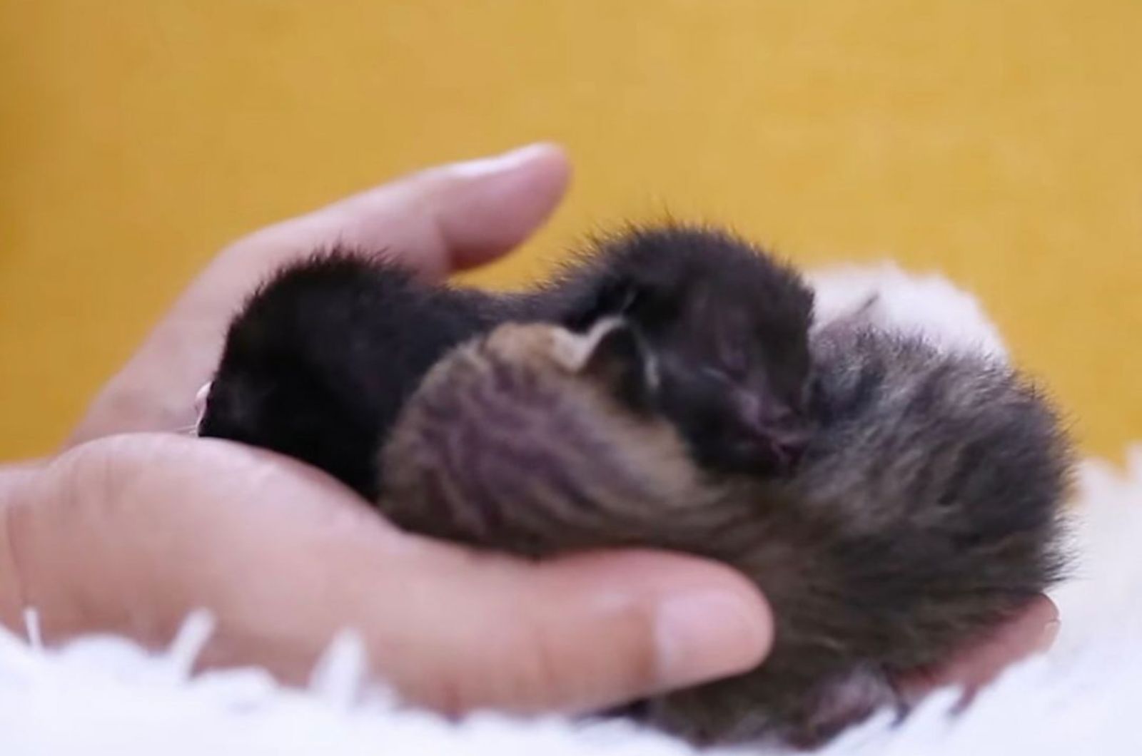 newborn kittens