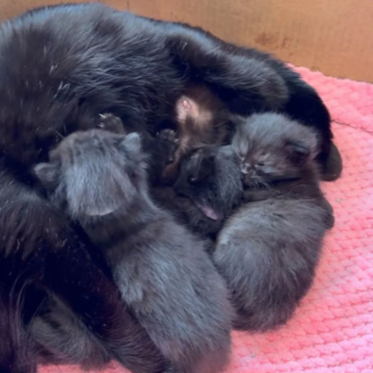 newborn kittens