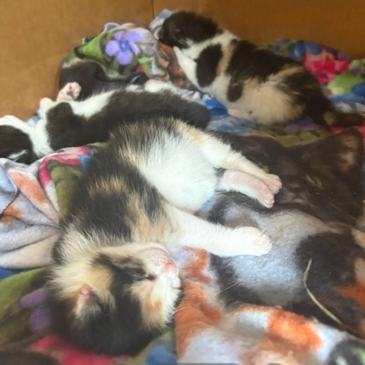 newborn kittens