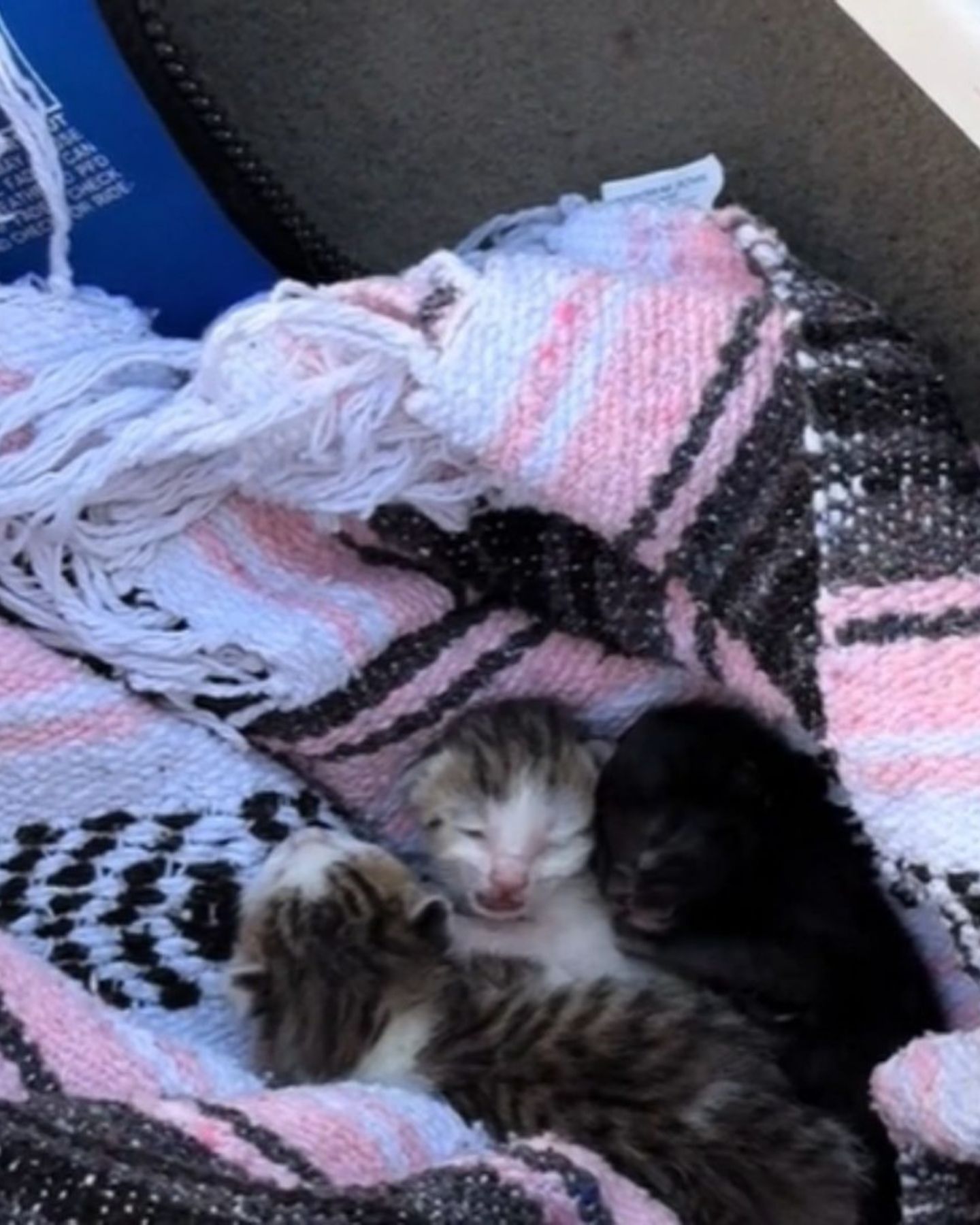 newborn kittens