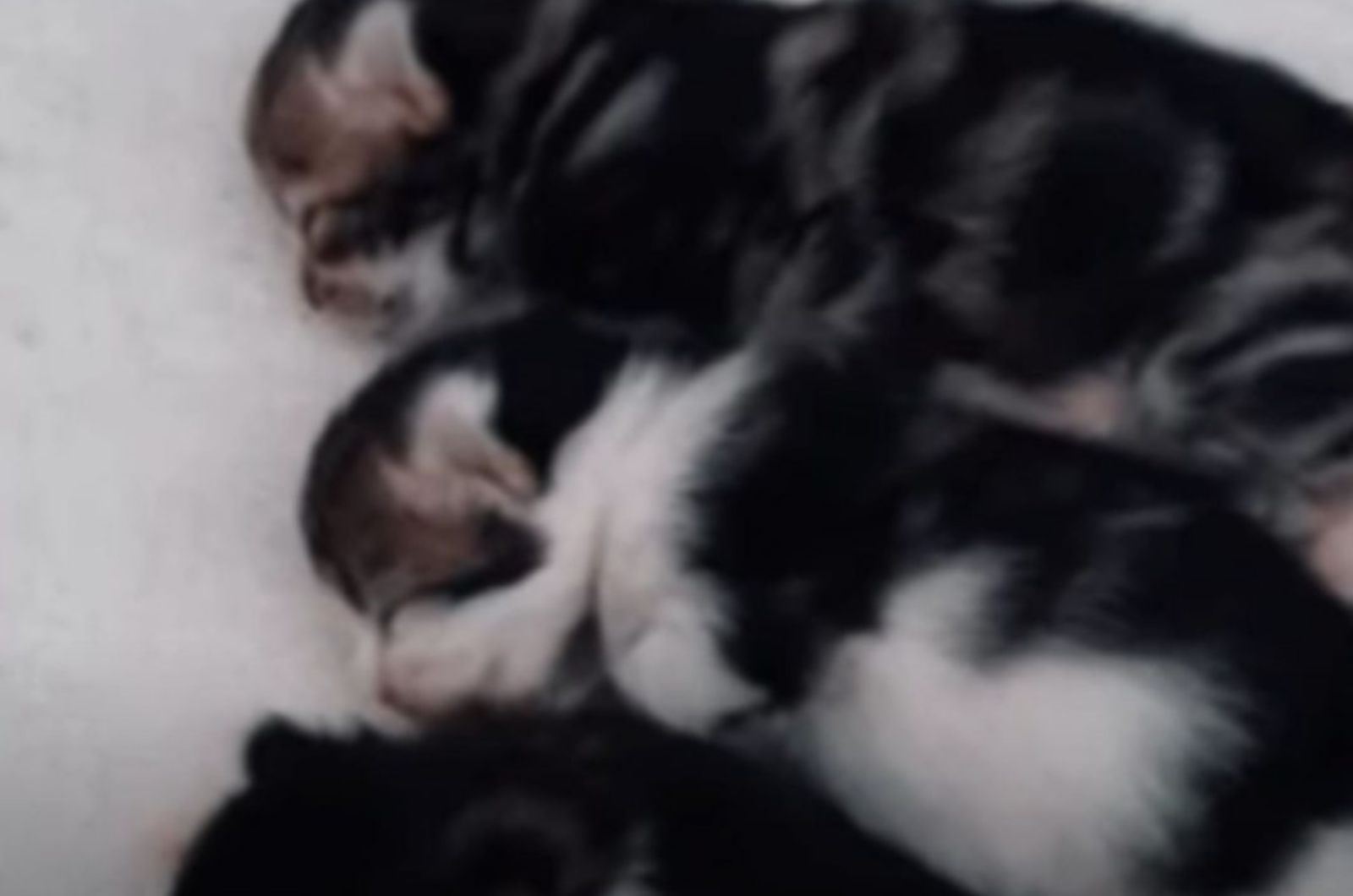 newborn kittens