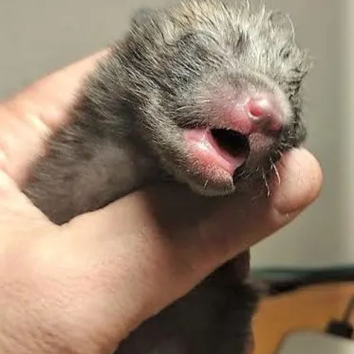 newborn kitty