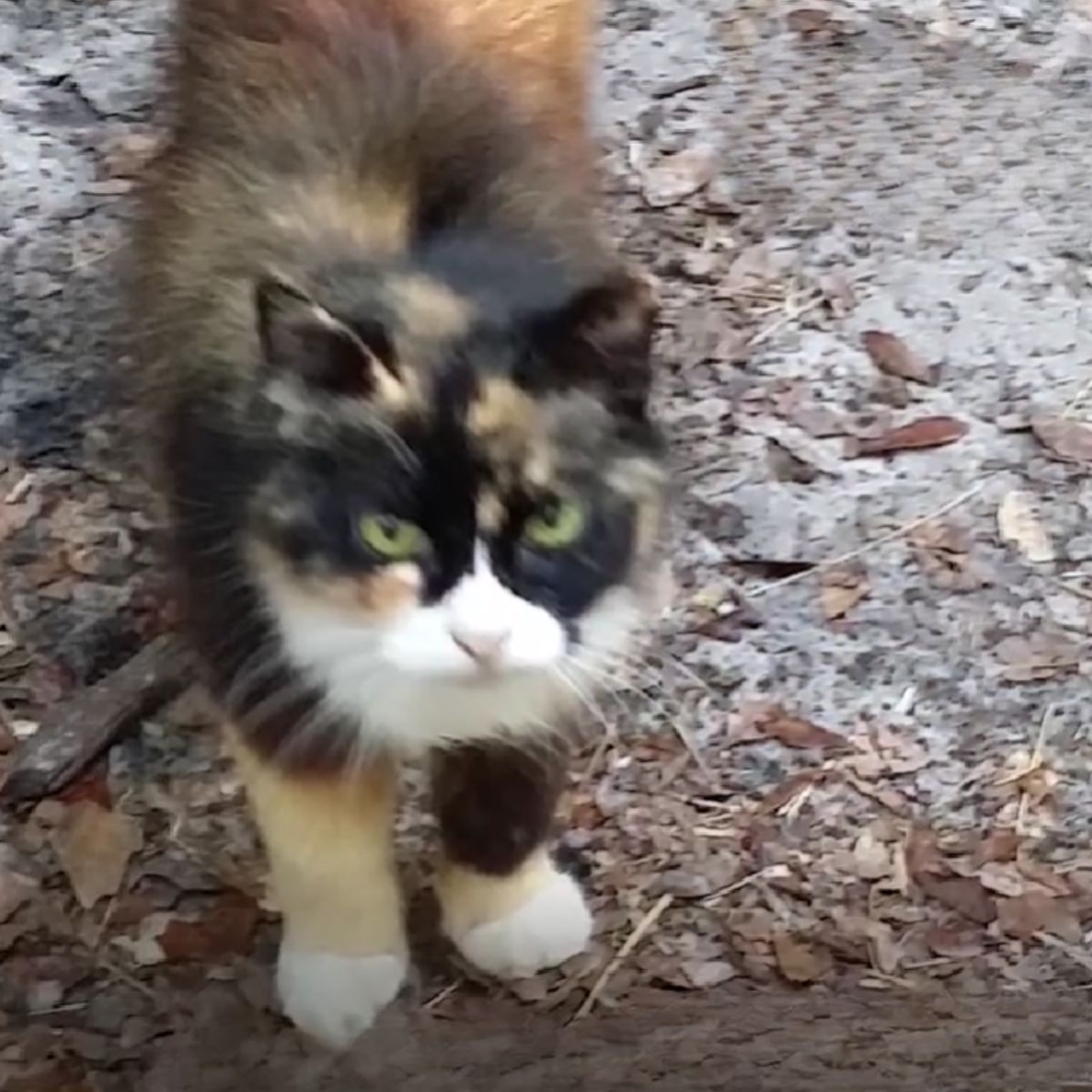 old beautiful cat