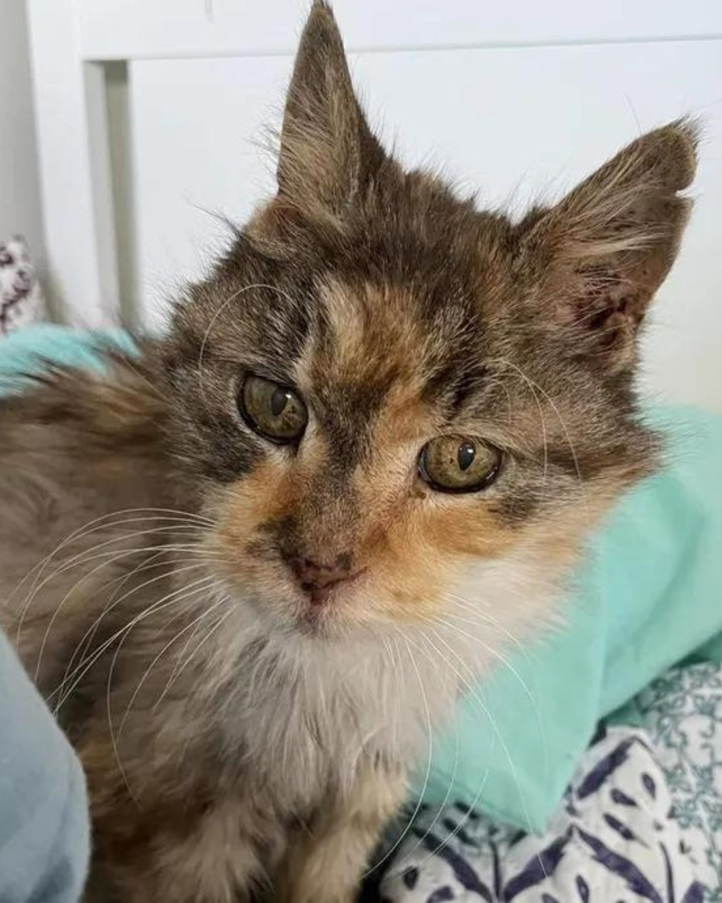 old cat confused