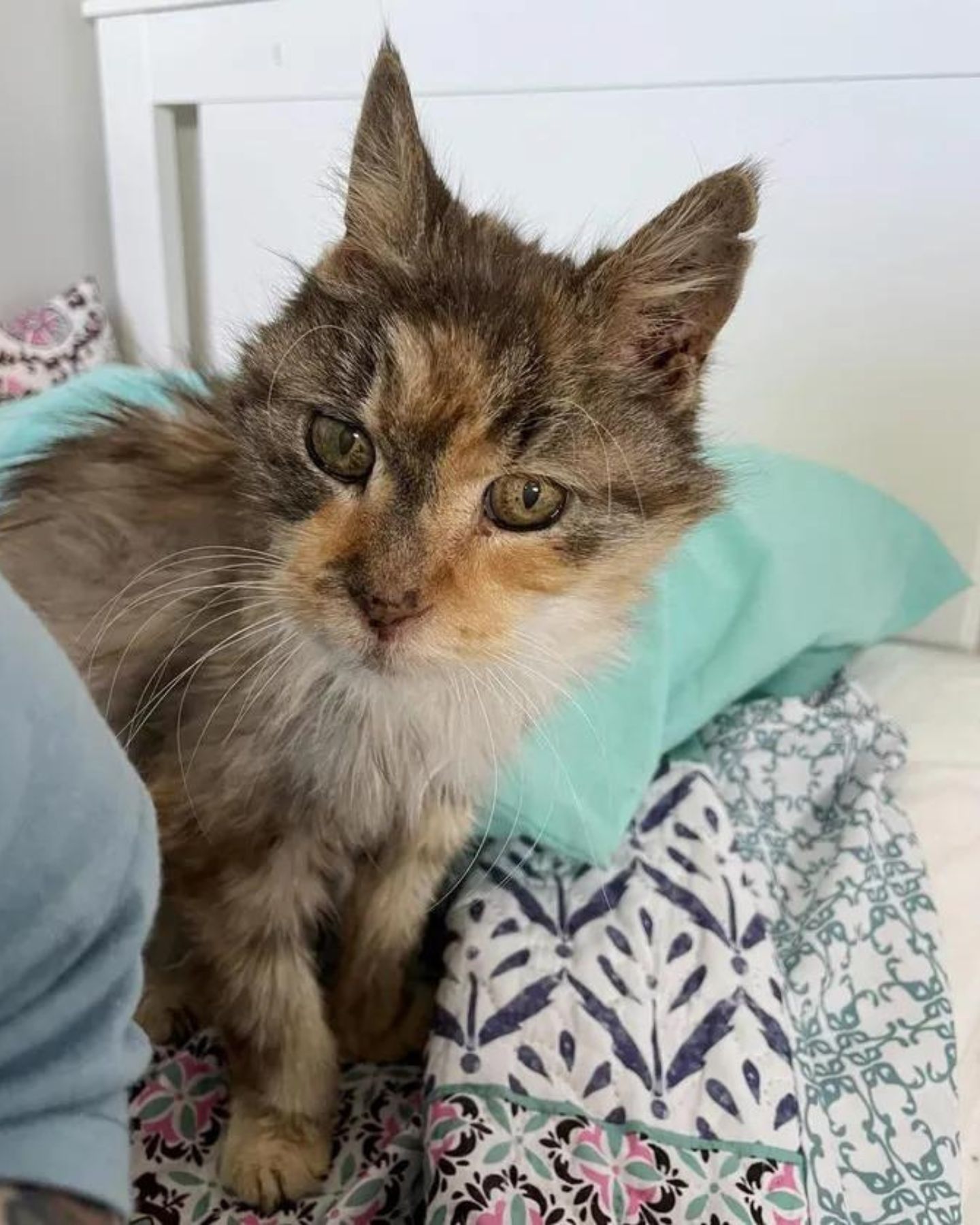 old cat content