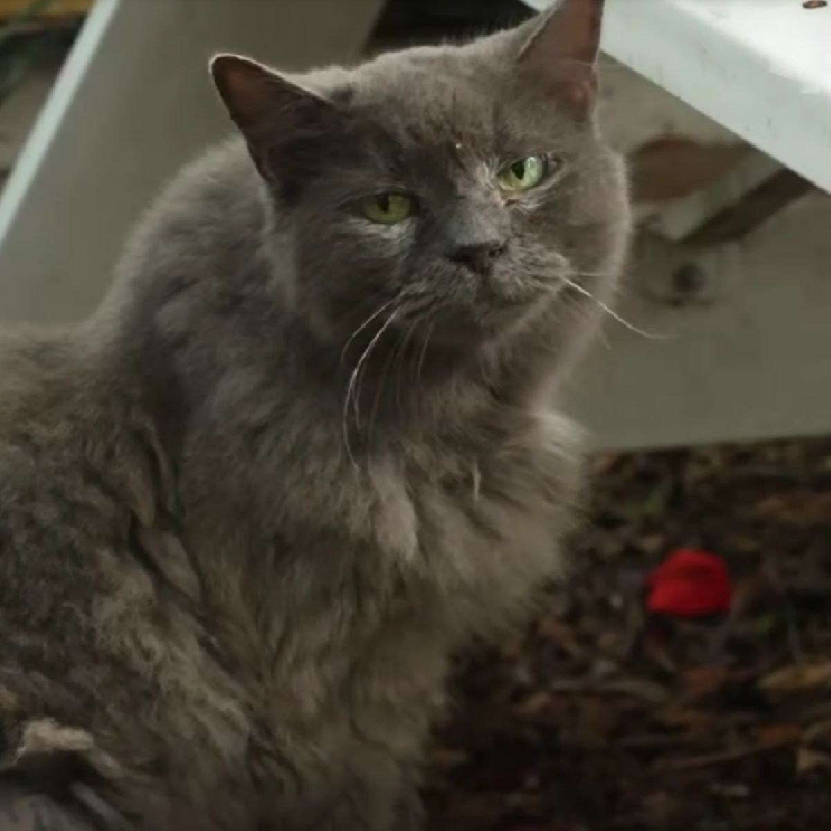 old grey cat