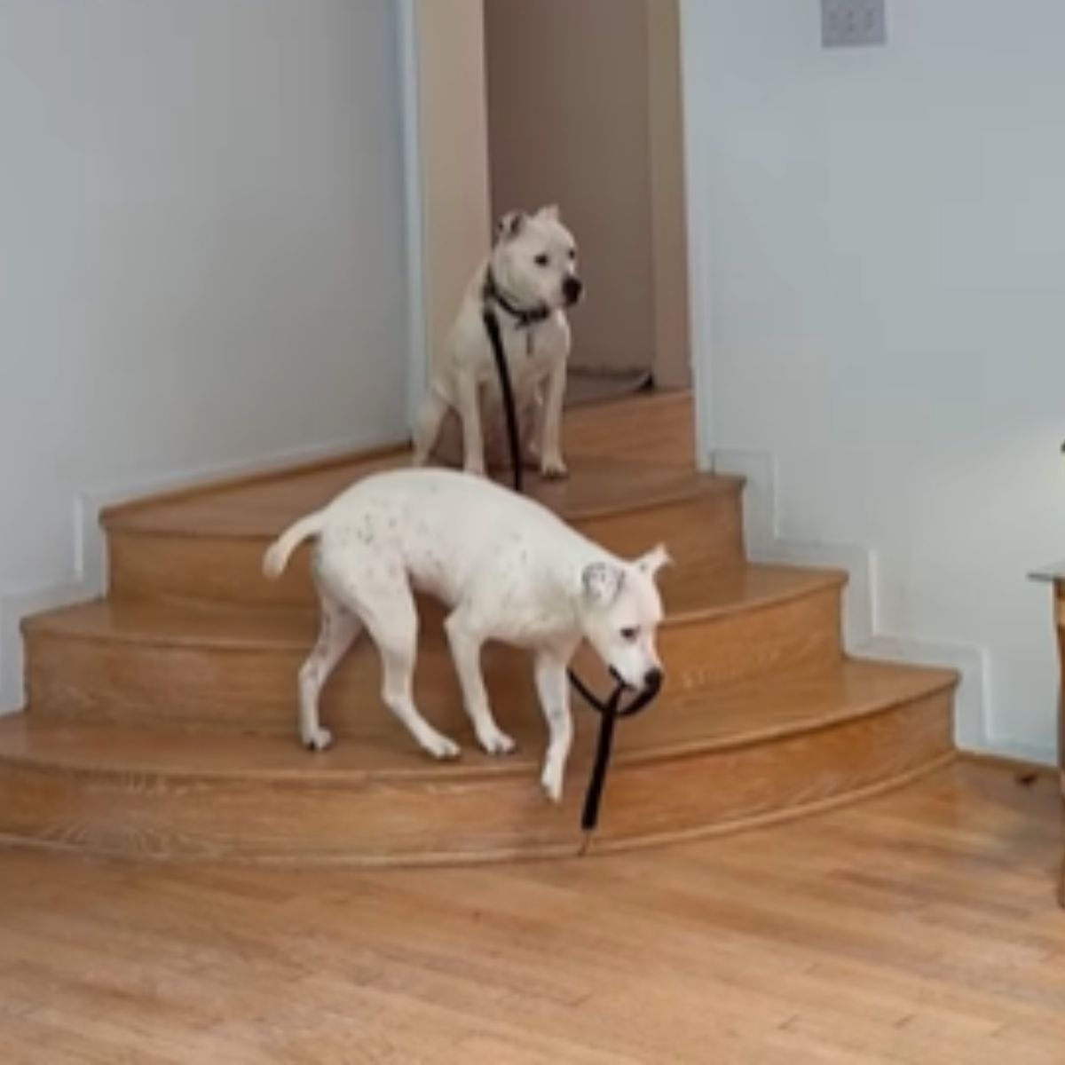 one dog holds the leash of another dog