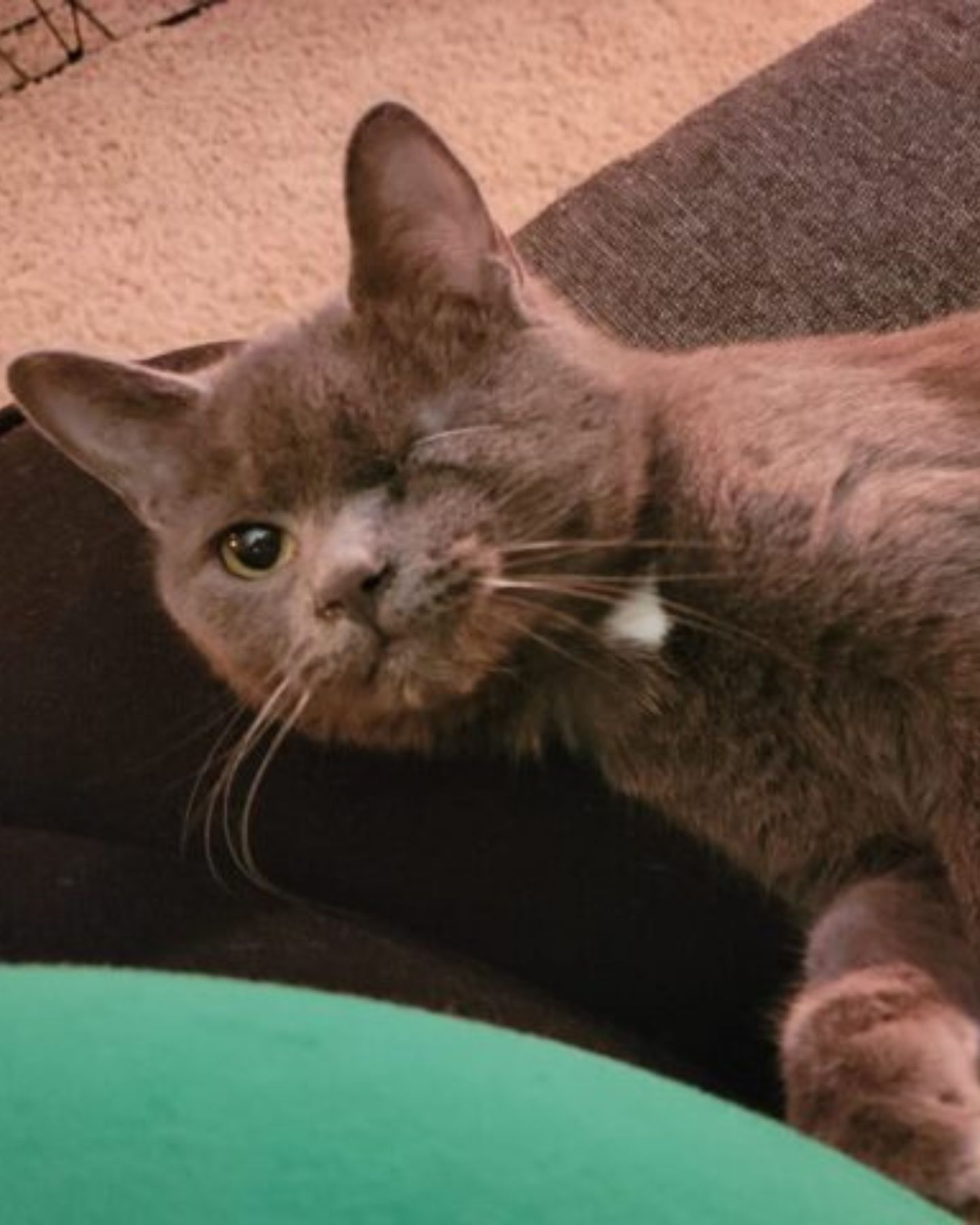 one-eyed cat enjoys