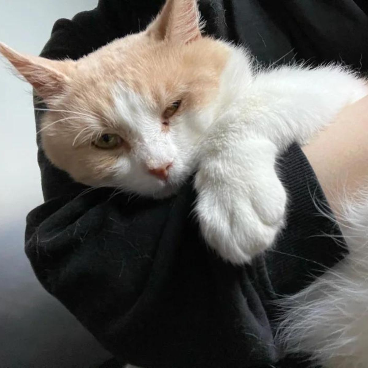 orange and white cat in person's arms