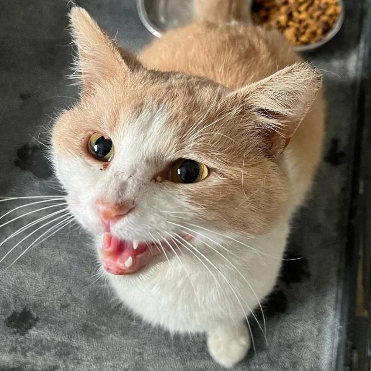 orange and white cat meowing