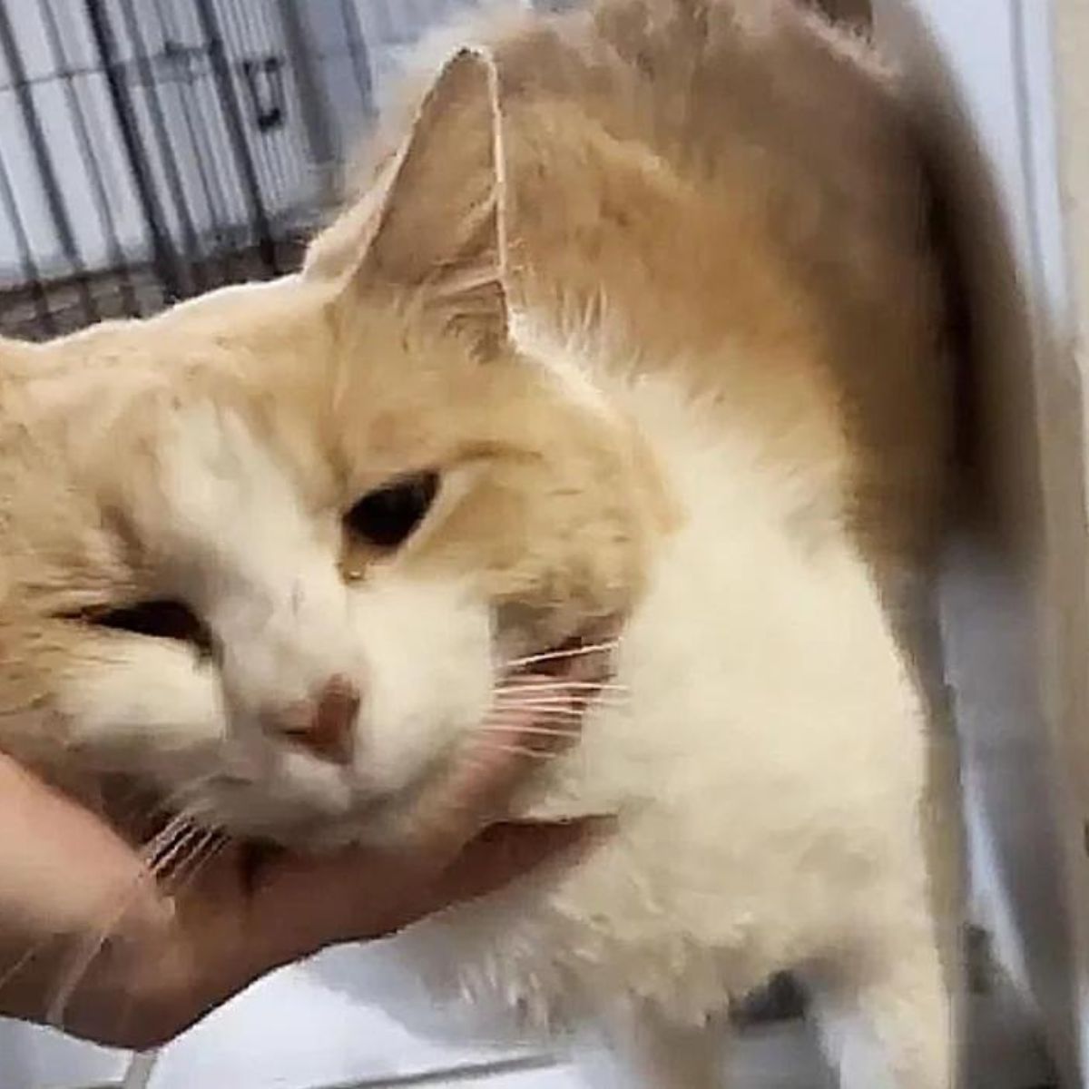 orange and white cat receiving pets