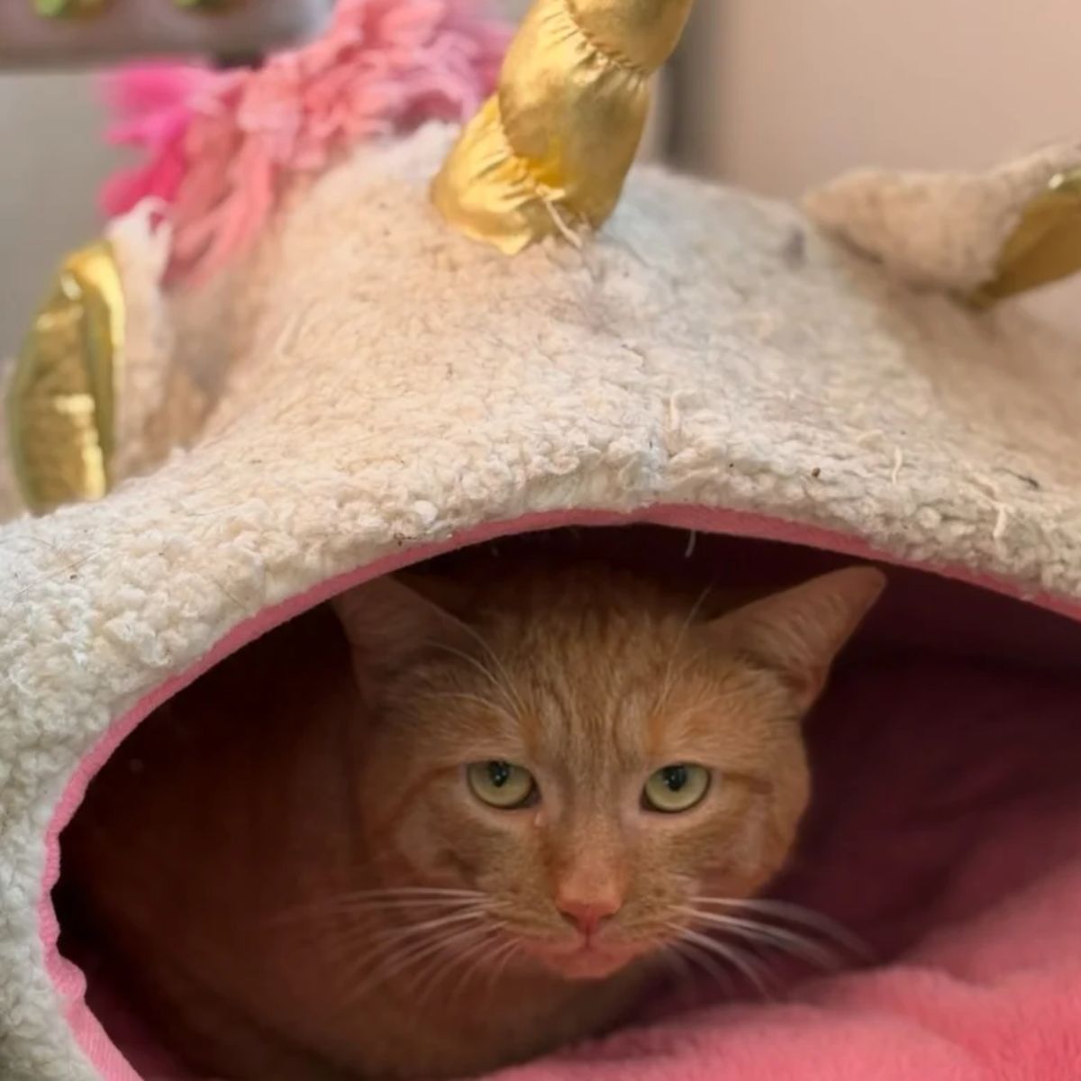orange cat