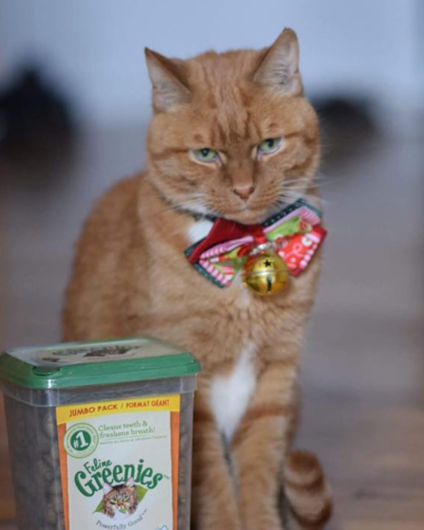 orange cat
