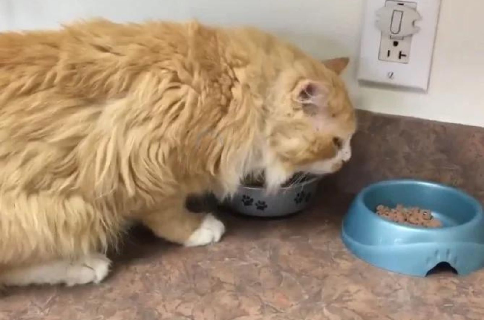 orange cat eating food