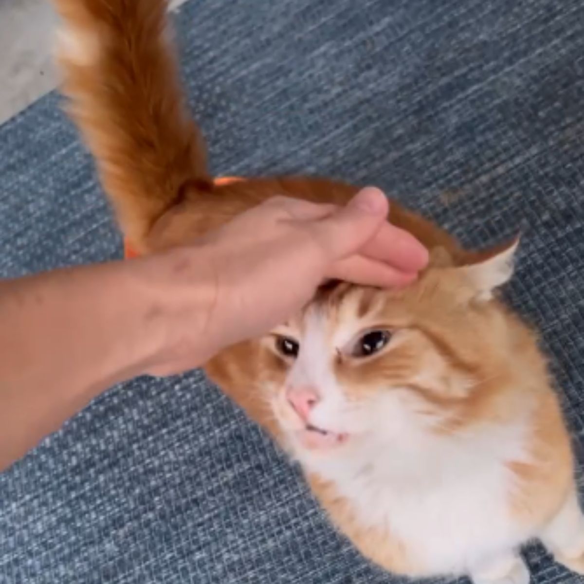 orange cat enjoys being cuddle