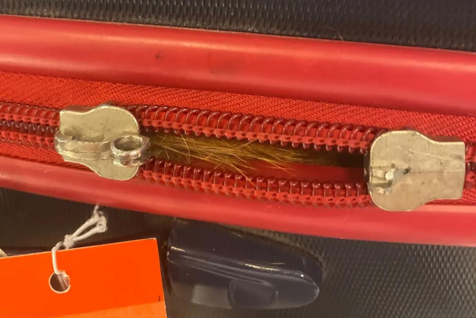 orange cat hairs sticking out of suitcase