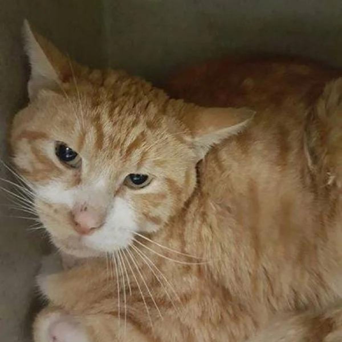 orange cat in a box
