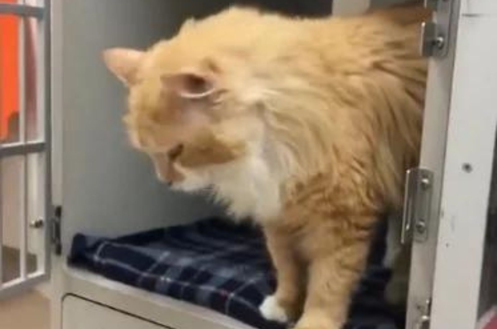 orange cat is looking down